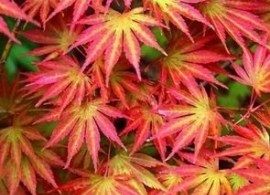 d9fc17f32b375e9eeed63a6c2d3200a4 - kopiya (3)